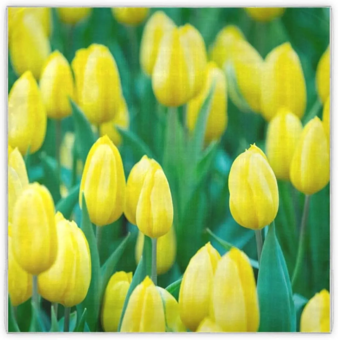 35" Square Neck Scarf Headscarf Lightweight Women Silk Like Curly Headband Tie Sleeping at Night Fashion Bandana Yellow Tulips Flowers Green