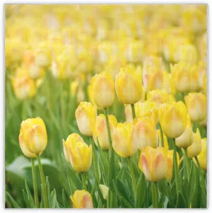 35" Square Neck Scarf Headscarf Lightweight Women Silk Like Curly Headband Tie Sleeping at Night Fashion Bandana Yellow Tulips Flowers