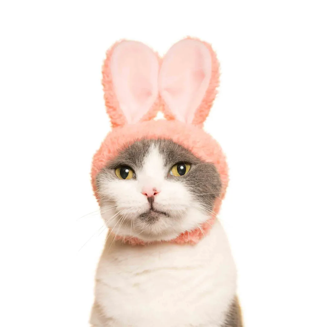 Bunny Cap for Cats Blind Box