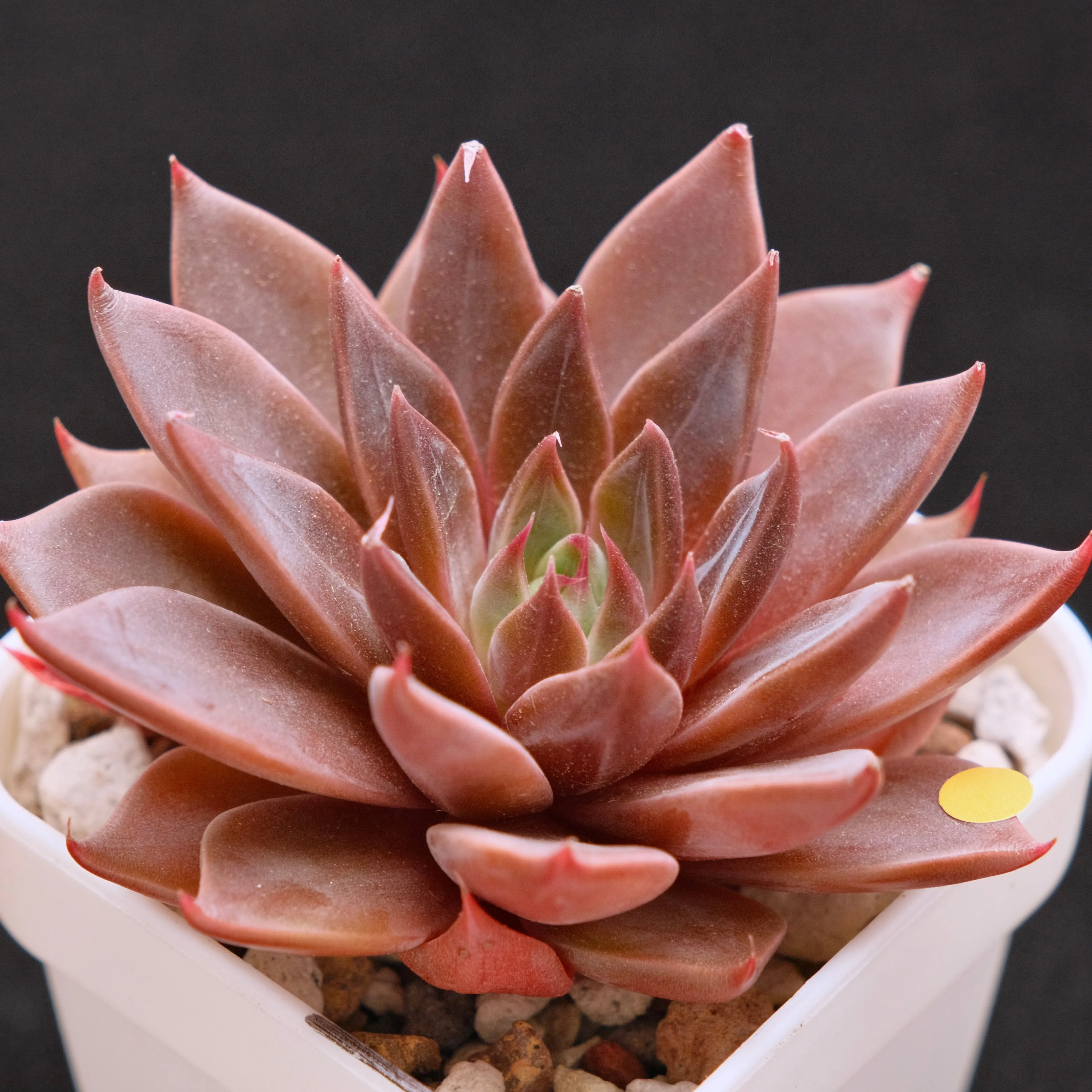 Echeveria Let's Be Korean Succulent Plant Rare