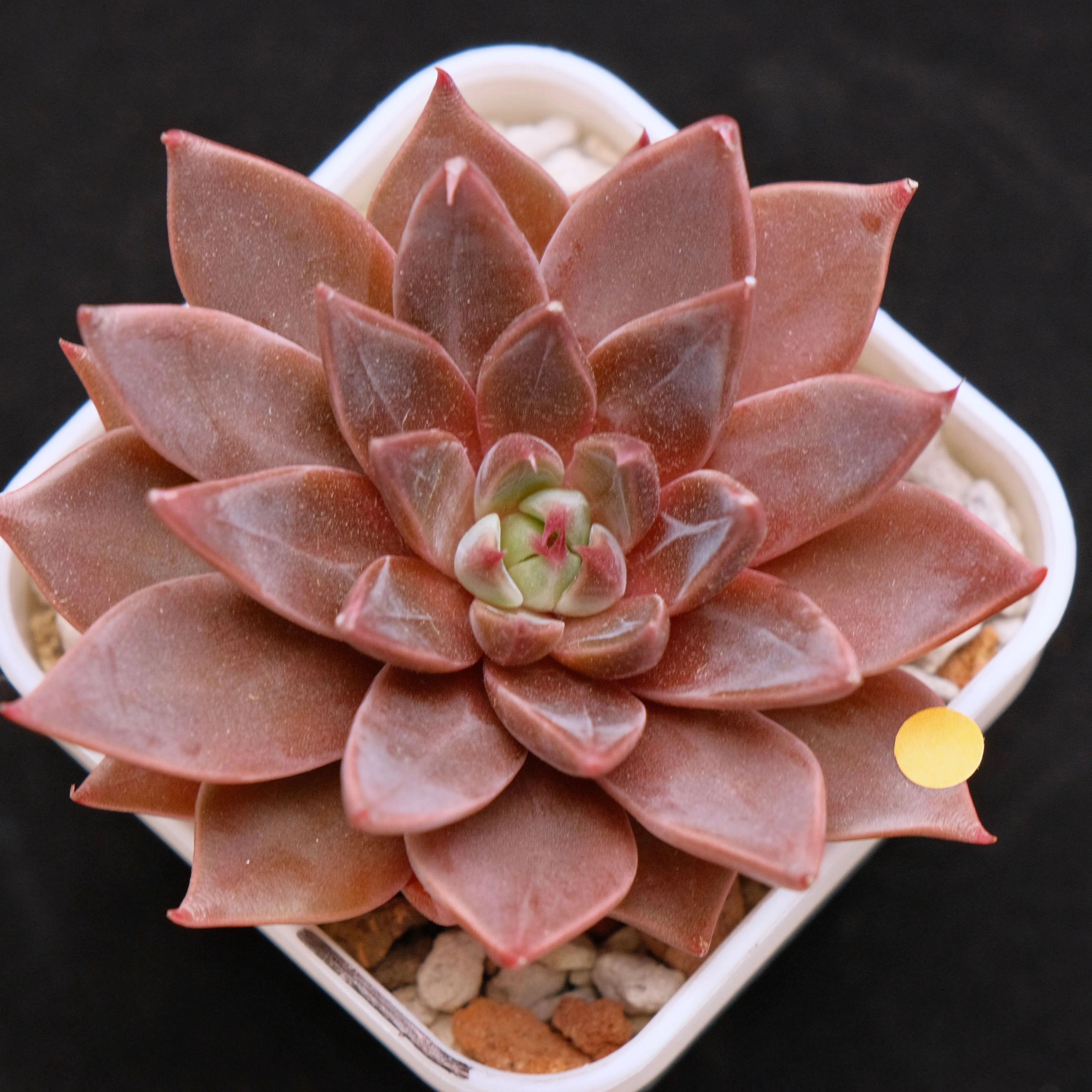 Echeveria Let's Be Korean Succulent Plant Rare