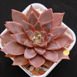 Echeveria Let's Be Korean Succulent Plant Rare