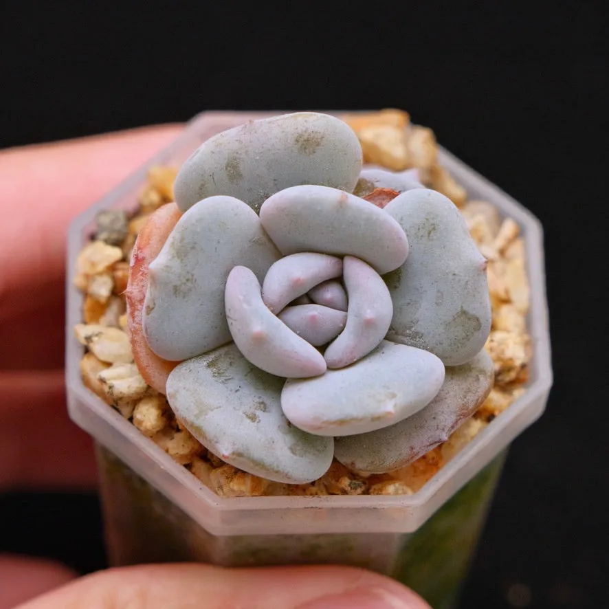 Echeveria Milk Purple Korean Succulent Plant Changhee hybrid