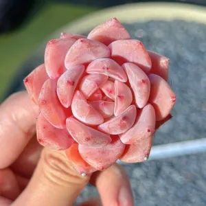 Echeveria Monroe hybrid Succulent Plant