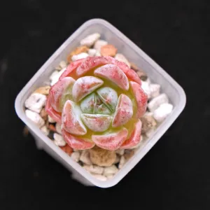 Echeveria Phantom of Pink baby Korean Succulent Plant