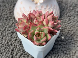 Echeveria Queen's Rose Hybrid Imported Succulent Plant