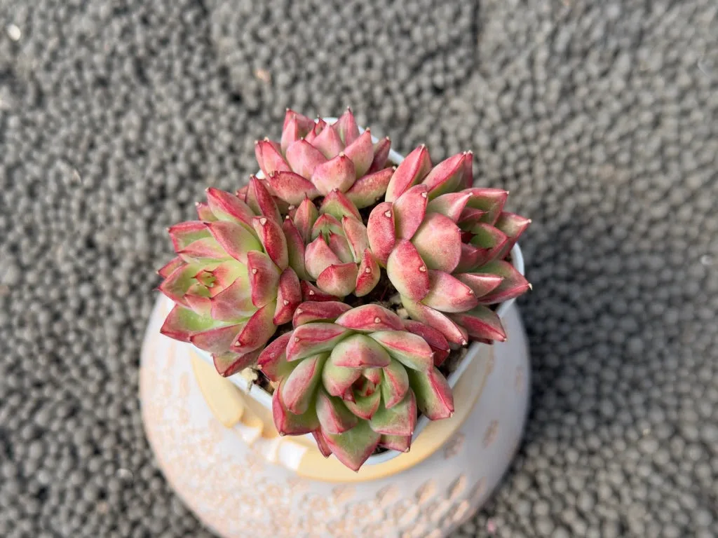 Echeveria Queen's Rose Hybrid Imported Succulent Plant