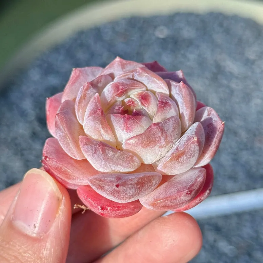 Echeveria Rosé Succulent Plant E