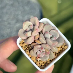Graptoveria Pink Rosa babies Korean Succulent Plant Hwaga hybrid