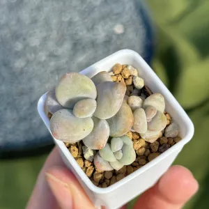 Pachyphytum werdermanii babies Korean Succulent Plant