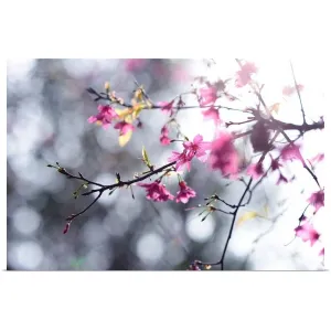 "Beautiful Sakura, , Taiwan" Poster Print - Multi