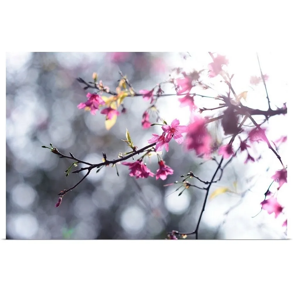 "Beautiful Sakura, , Taiwan" Poster Print - Multi