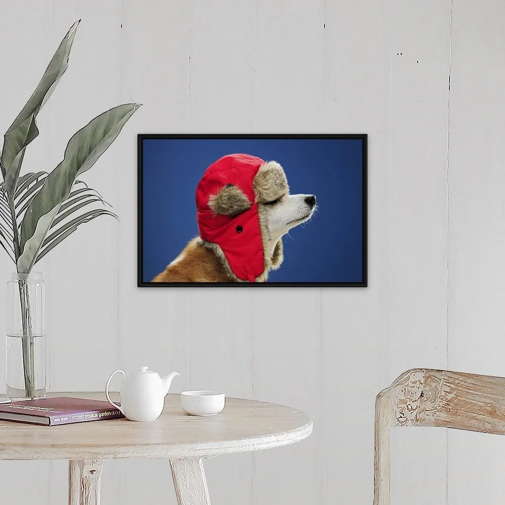 "Dog wearing his winter hat" Black Float Frame Canvas Art
