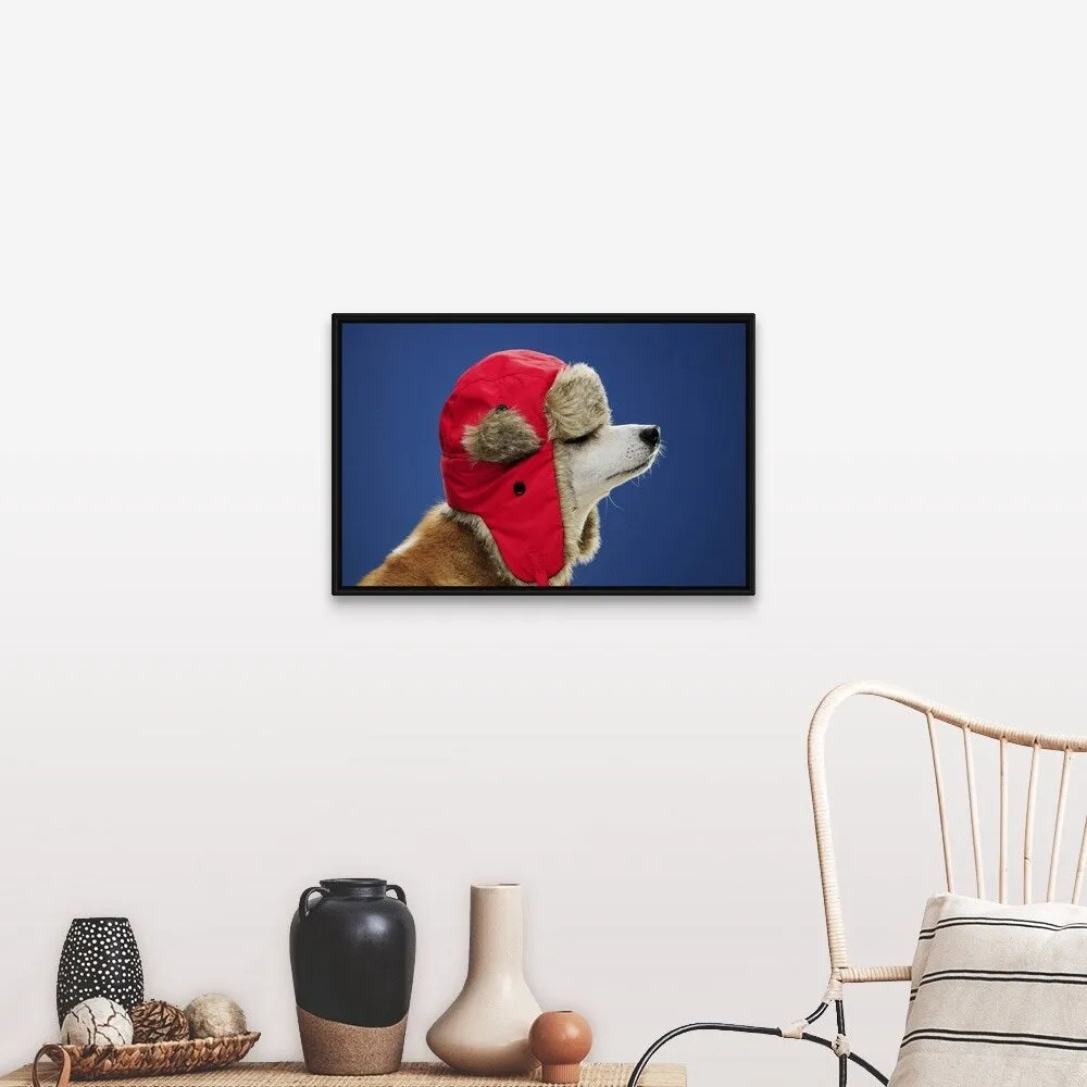 "Dog wearing his winter hat" Black Float Frame Canvas Art