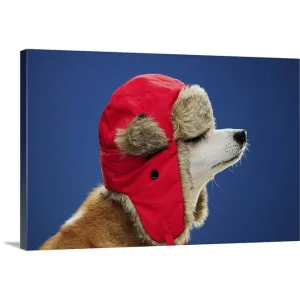 "Dog wearing his winter hat" Canvas Wall Art