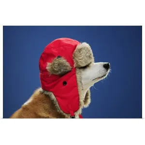 "Dog wearing his winter hat" Poster Print - Multi